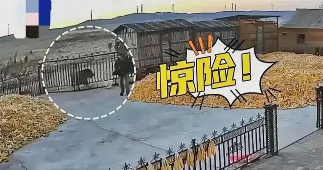 强效麻醉剂仍行动自如晚上9点才睡着球盟会入口东北虎抓捕画面曝光！四针(图2)