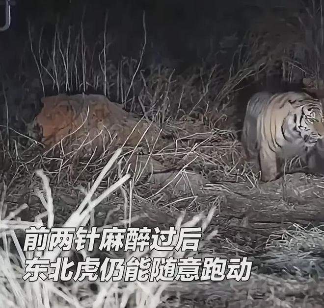强效麻醉剂仍行动自如晚上9点才睡着球盟会入口东北虎抓捕画面曝光！四针(图3)