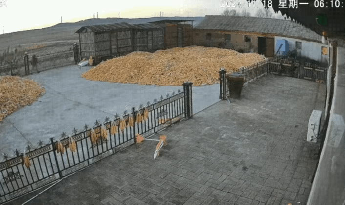 强效麻醉剂仍行动自如晚上9点才睡着球盟会入口东北虎抓捕画面曝光！四针(图4)