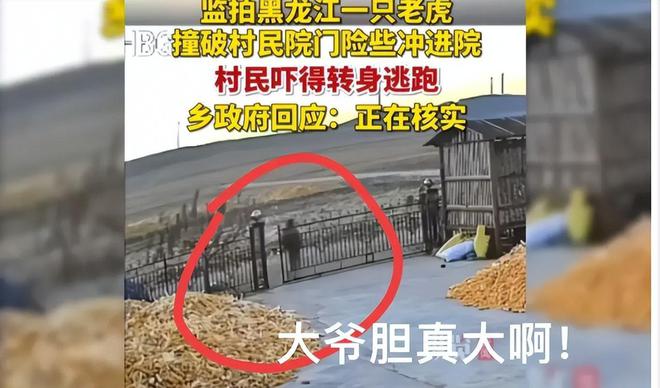 强效麻醉剂仍行动自如晚上9点才睡着球盟会入口东北虎抓捕画面曝光！四针(图6)